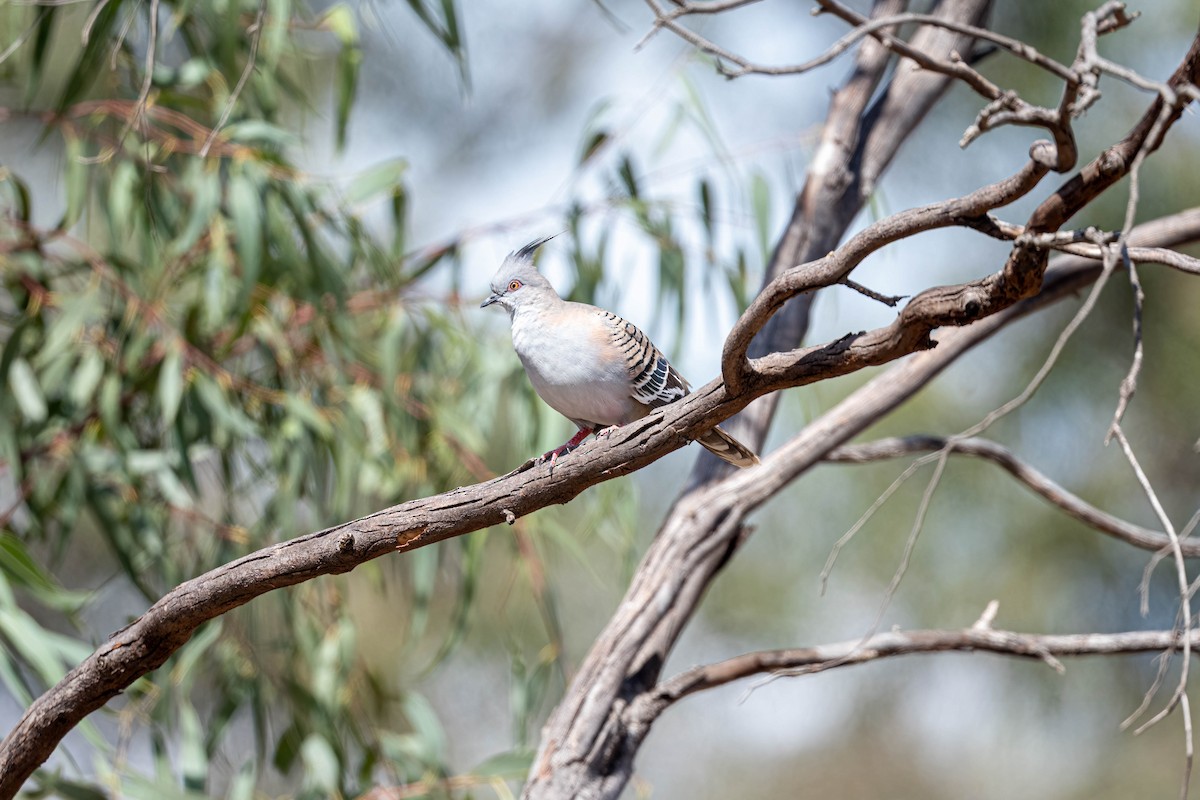 Spitzschopftaube - ML647169512