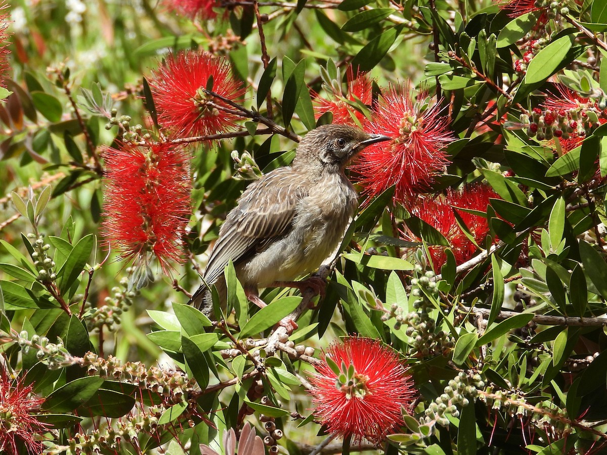 Red Wattlebird - ML647169517