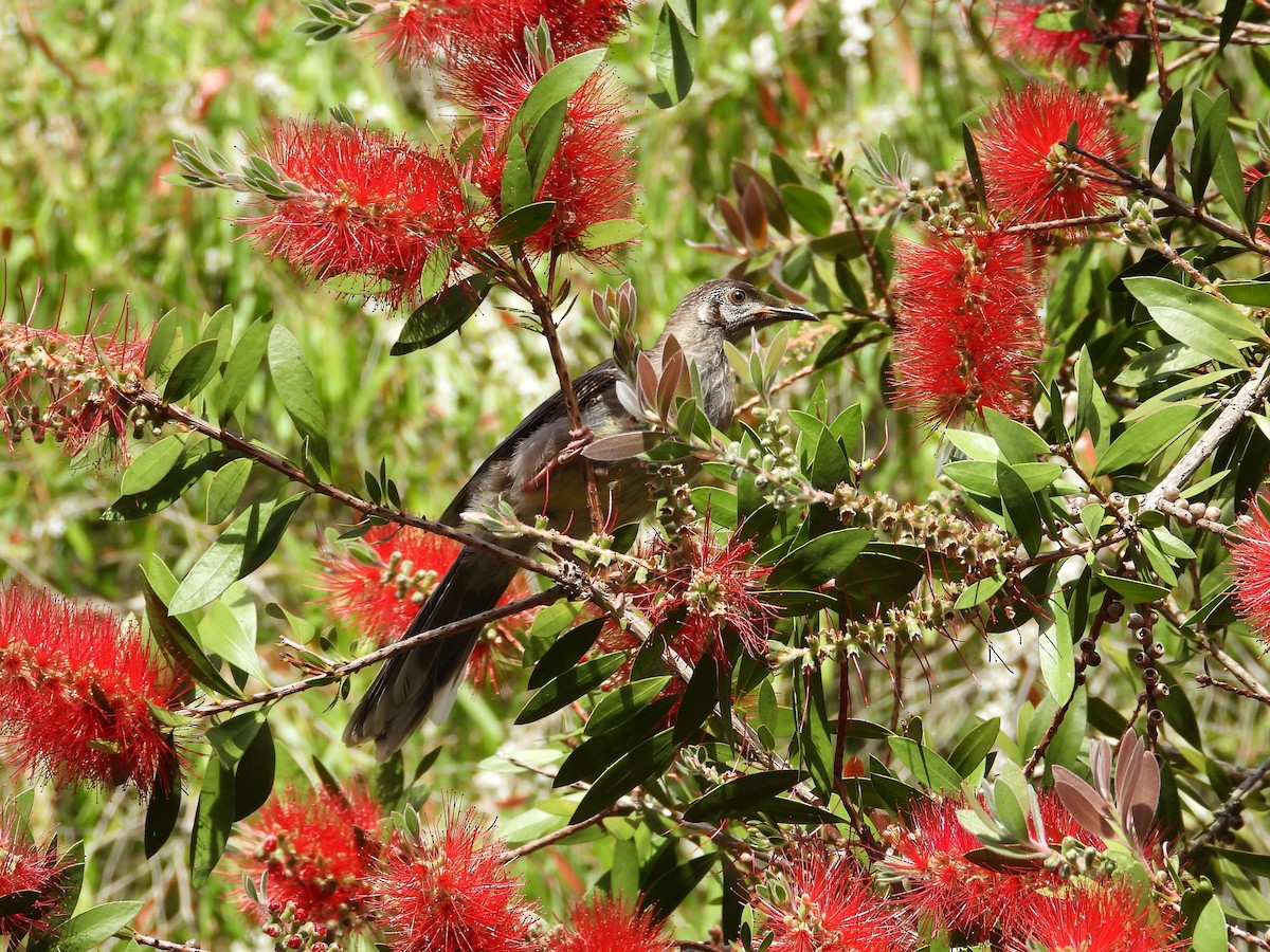 Red Wattlebird - ML647169518