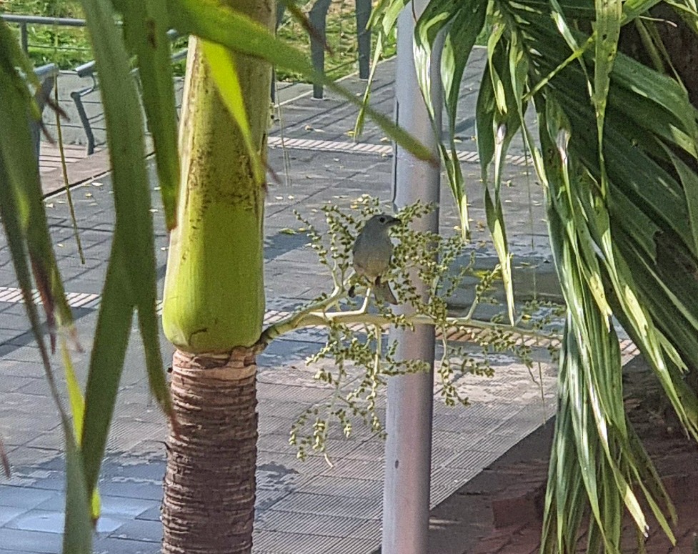 Palm Tanager - ML647169523