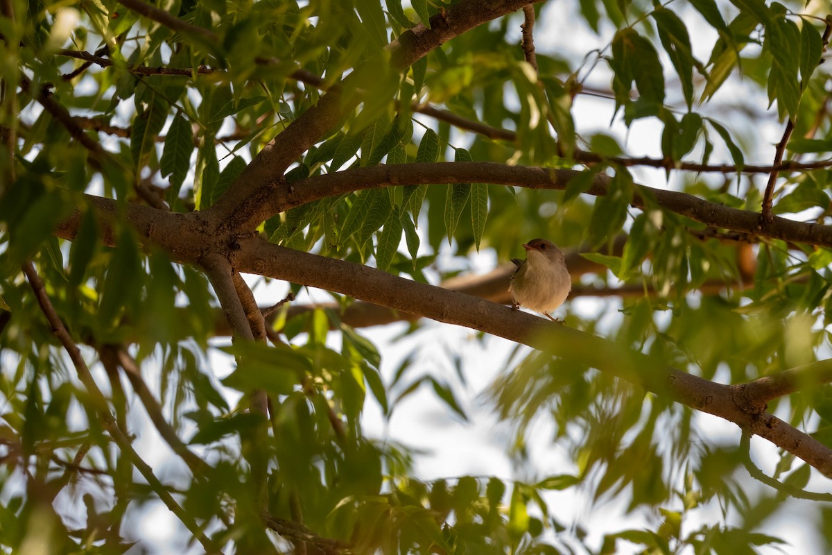 Superb Fairywren - ML647169528