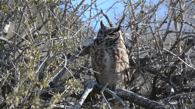 Lesser Horned Owl - ML647169534