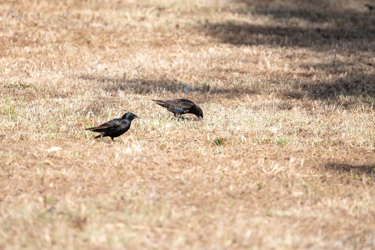 Хар тодол - ML647169535