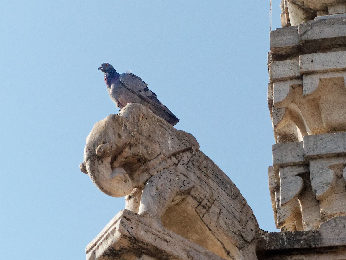 Голуб сизий (міський) - ML647169545