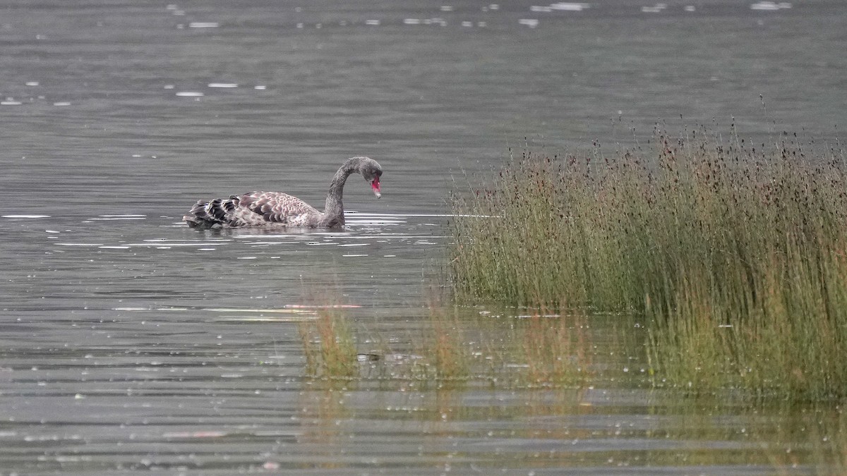 Лебідь чорний - ML647169575