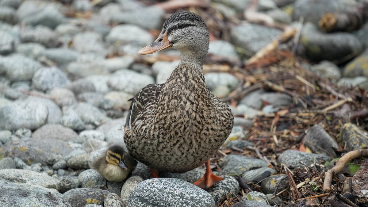 Крижень звичайний х австалійський - ML647169579