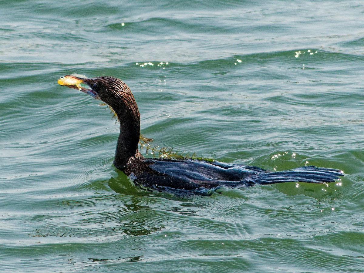 Indian Cormorant - ML647169580