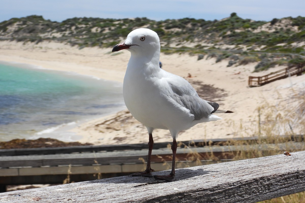 Silver Gull - ML647169581