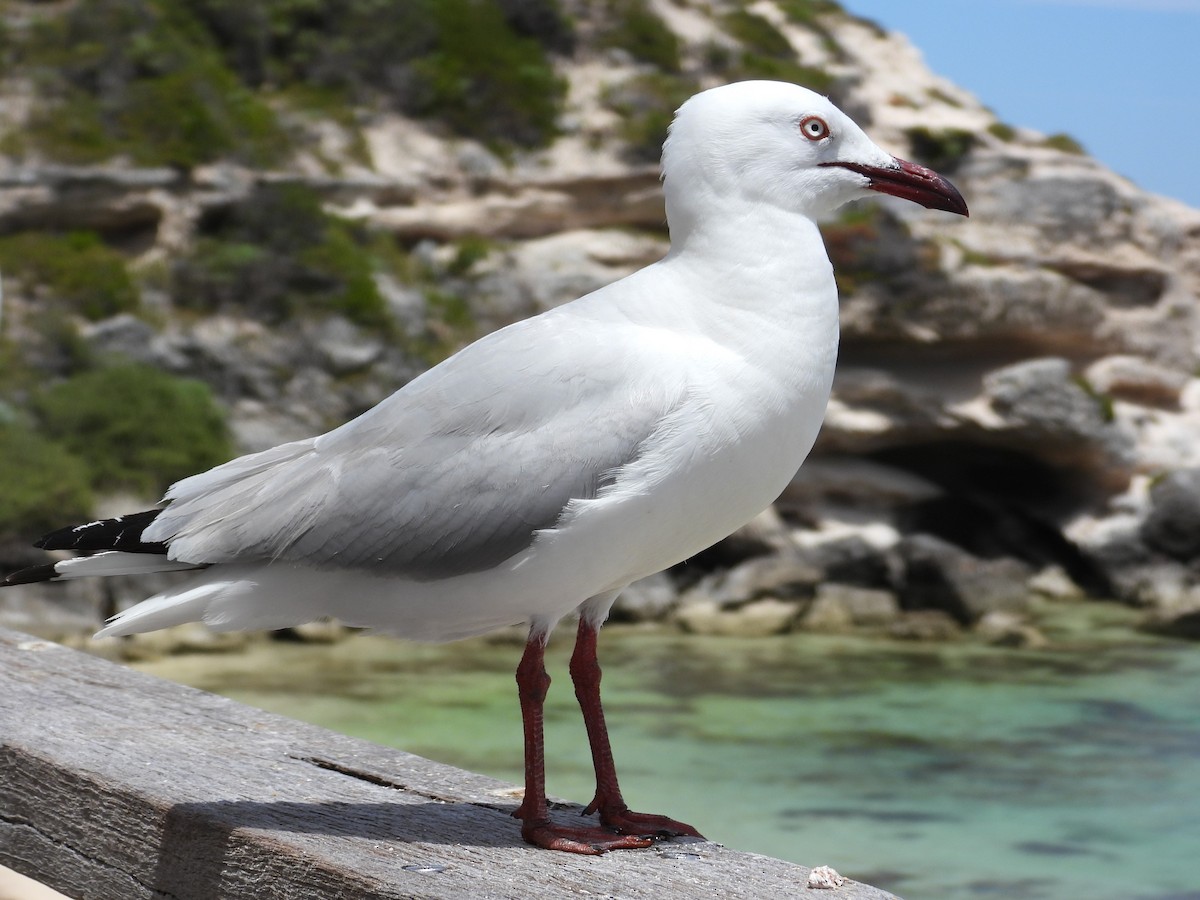 Silver Gull - ML647169582