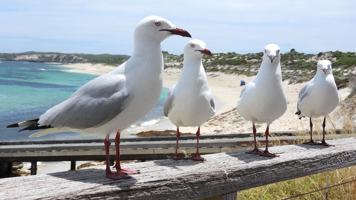 Silver Gull - ML647169583