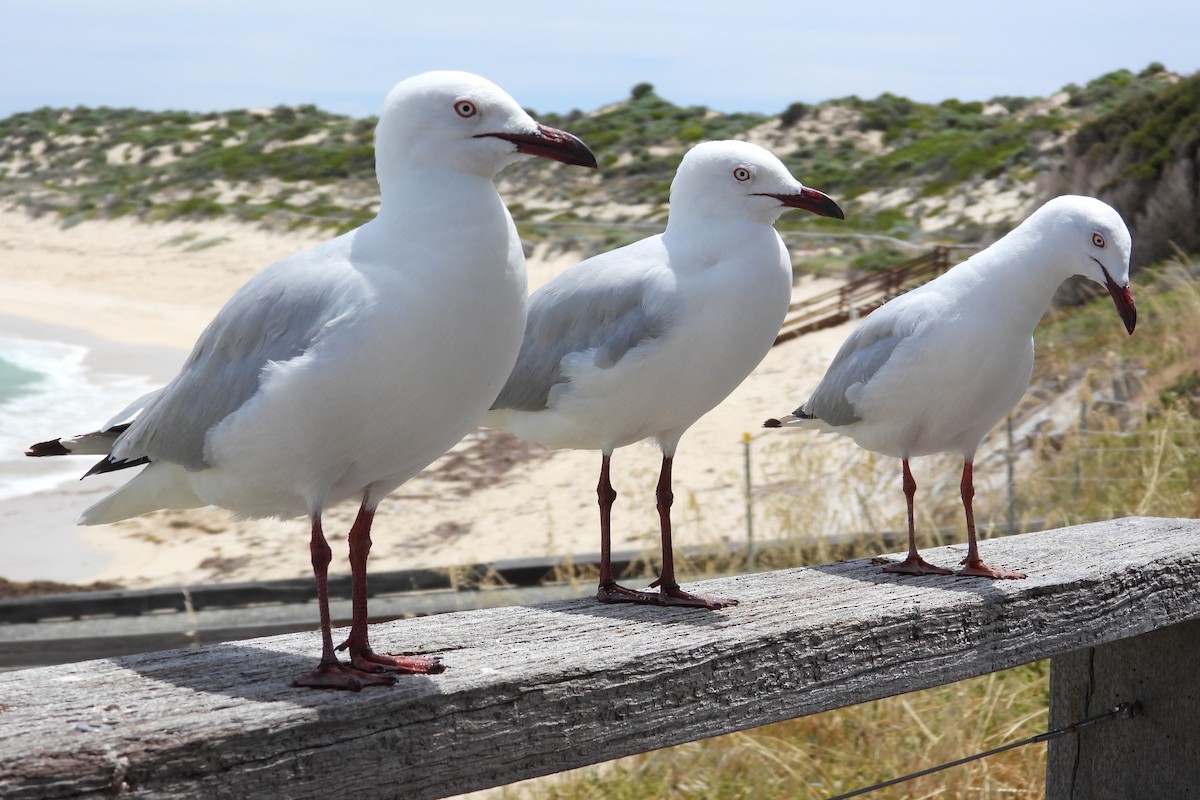 Silver Gull - ML647169584