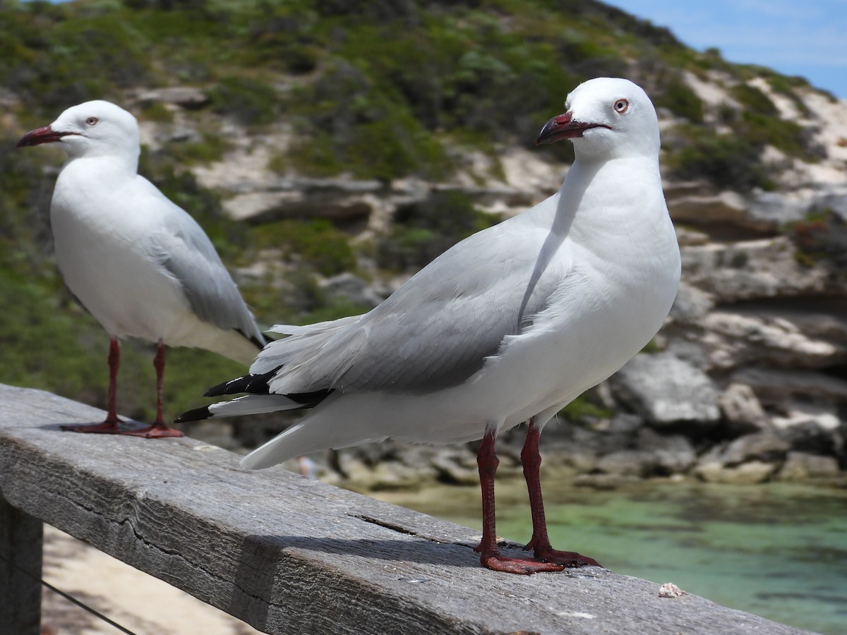 Silver Gull - ML647169585