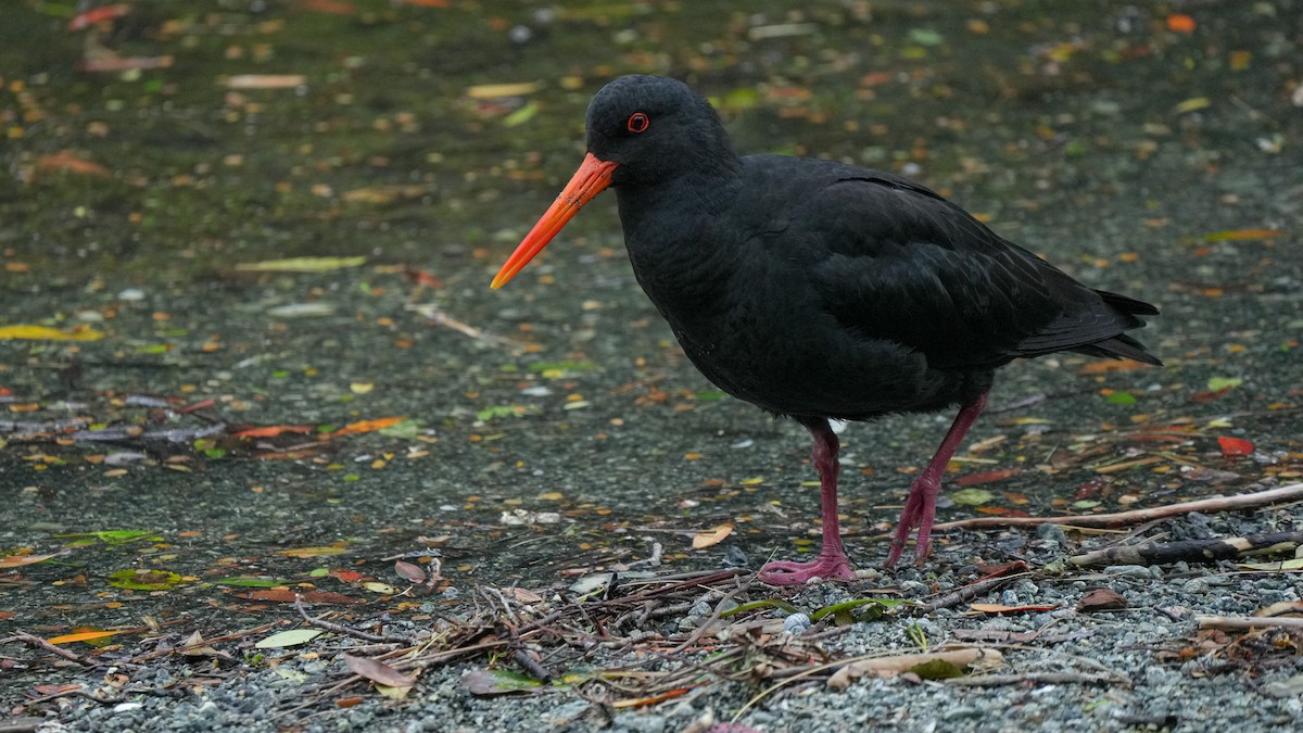 Кулик-сорока мінливобарвний - ML647169587