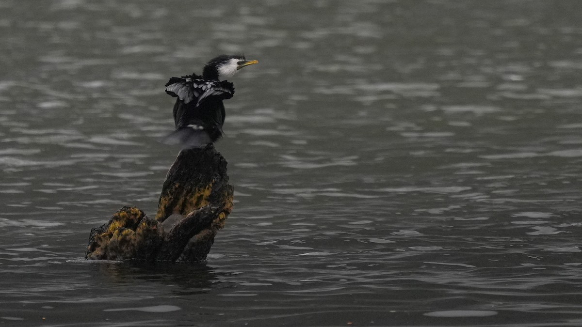 Баклан строкатий - ML647169589