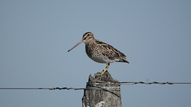 Южноамериканский бекас - ML647169592