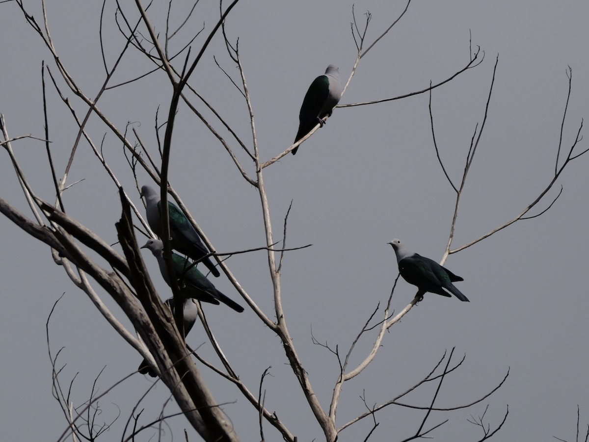 Бронзовый плодовый голубь - ML647169593