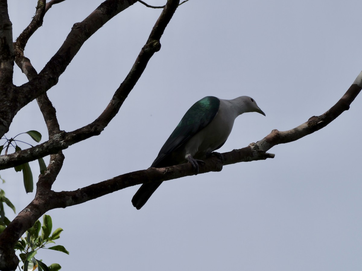 Бронзовый плодовый голубь - ML647169594