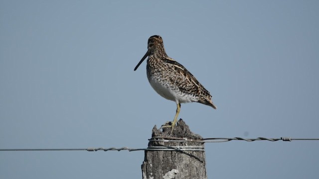 Южноамериканский бекас - ML647169602