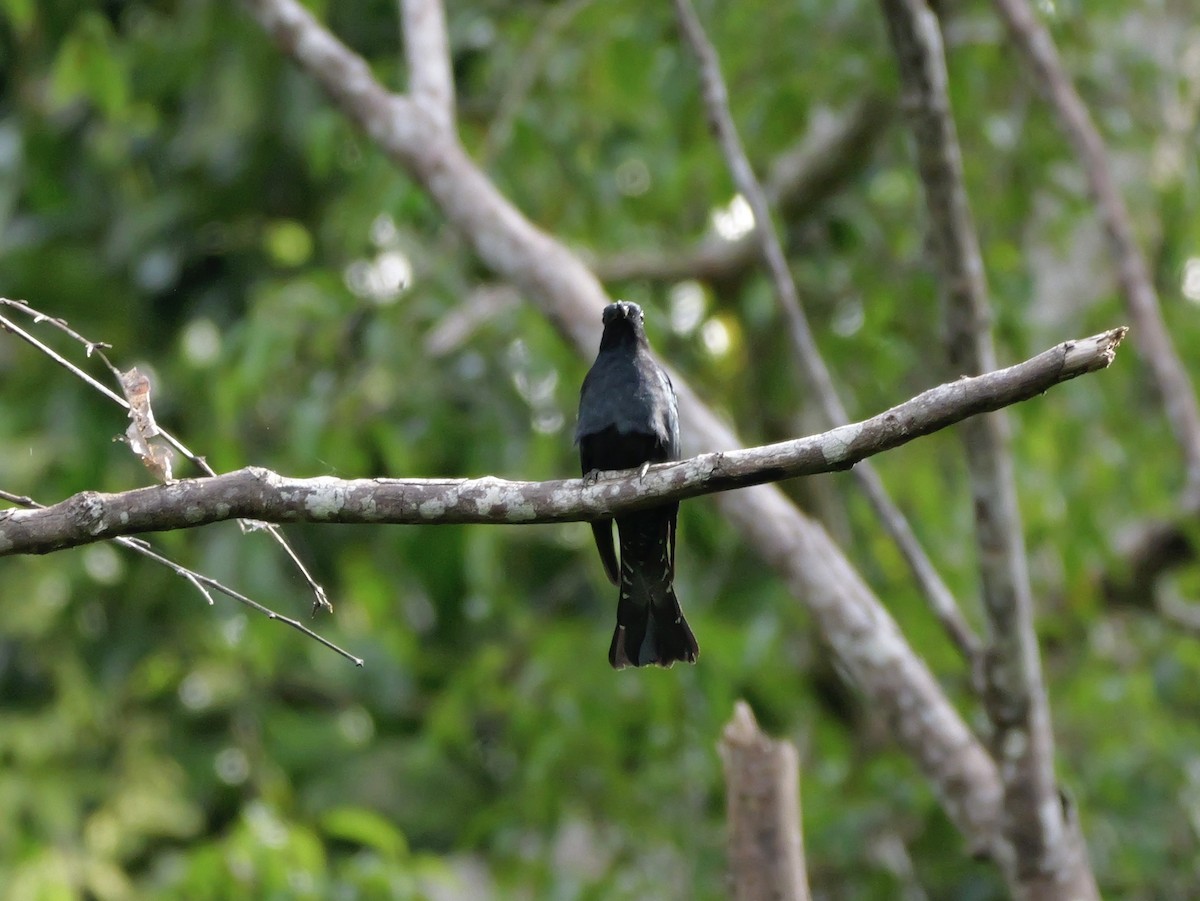 Square-tailed Drongo-Cuckoo - ML647169603