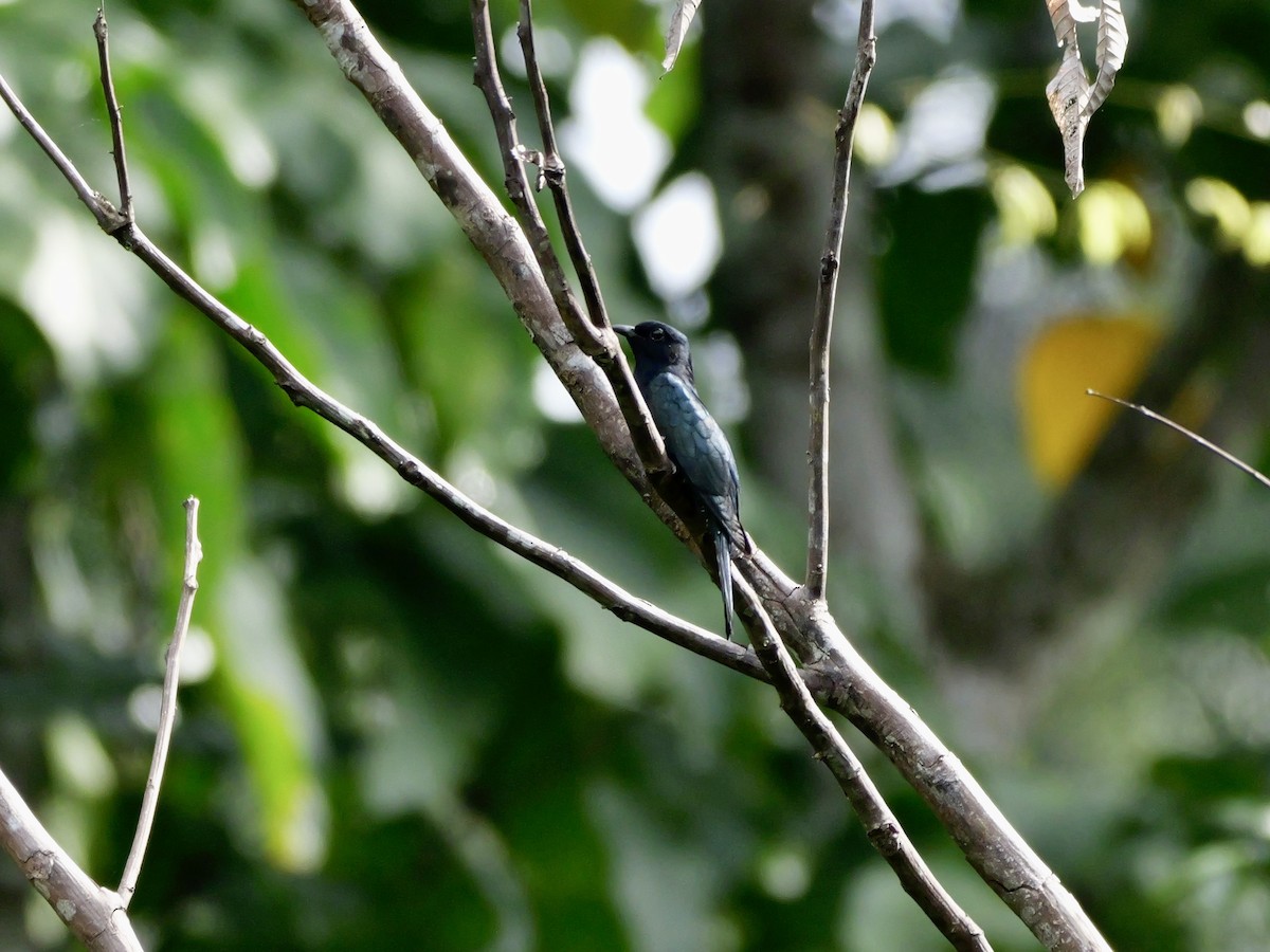 Square-tailed Drongo-Cuckoo - ML647169604