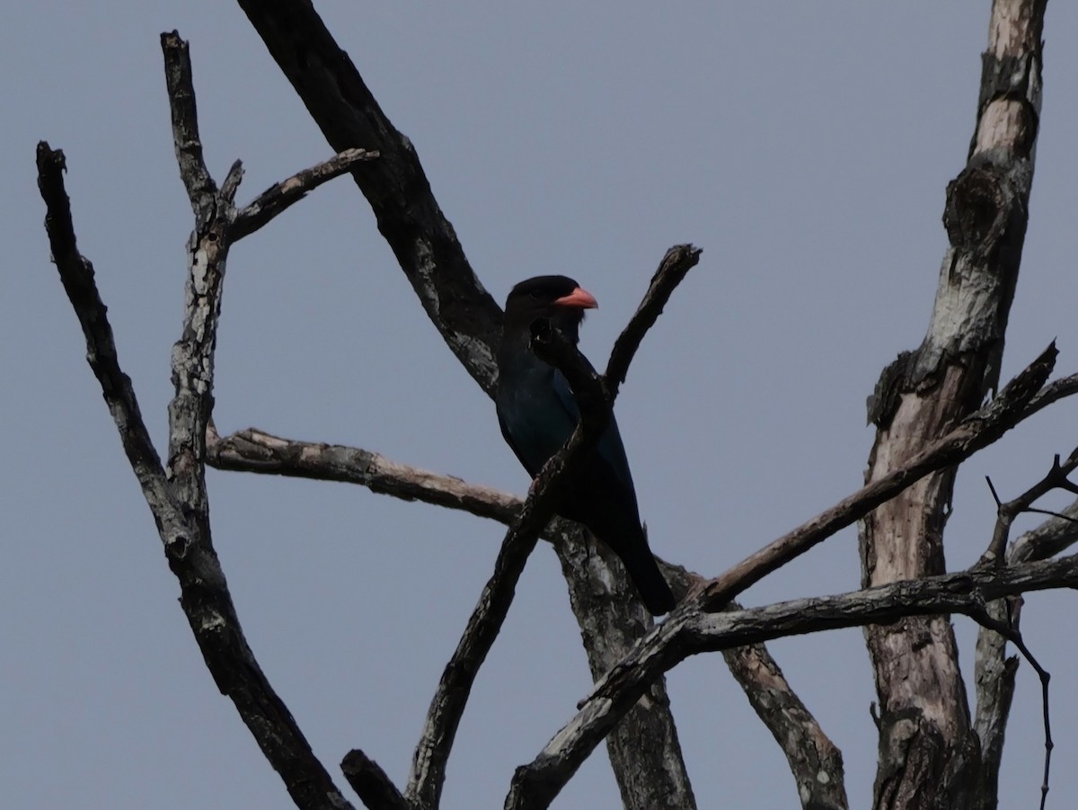 ブッポウソウ - ML647169612