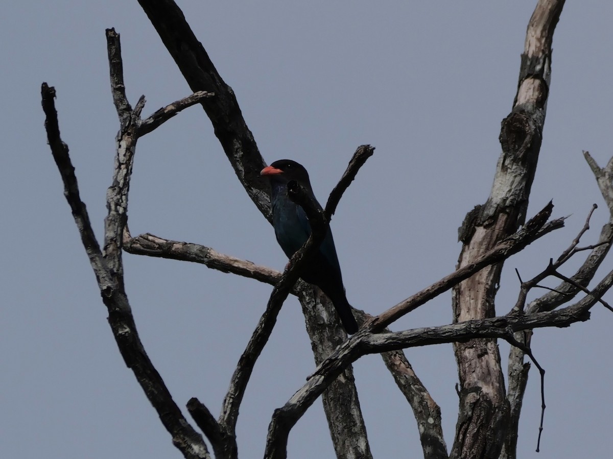 ブッポウソウ - ML647169613