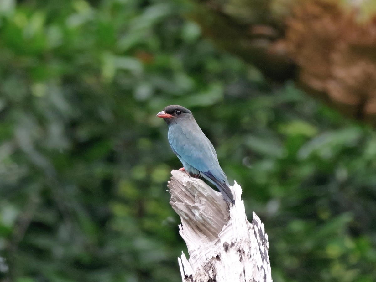 ブッポウソウ - ML647169614