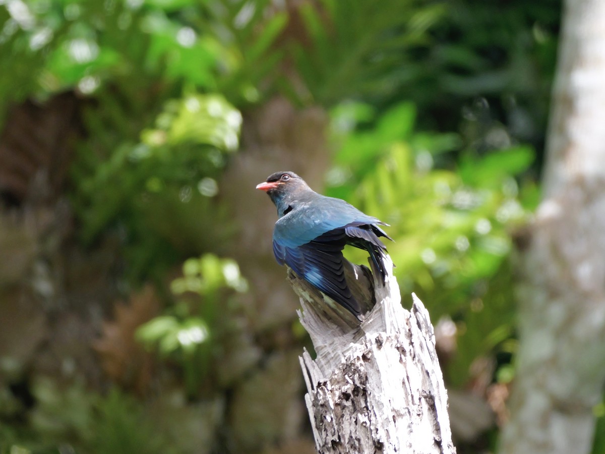 ブッポウソウ - ML647169615