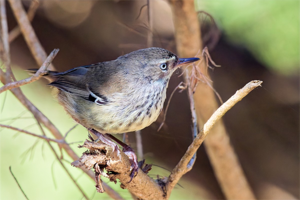 Benekli Serikornis - ML647169630