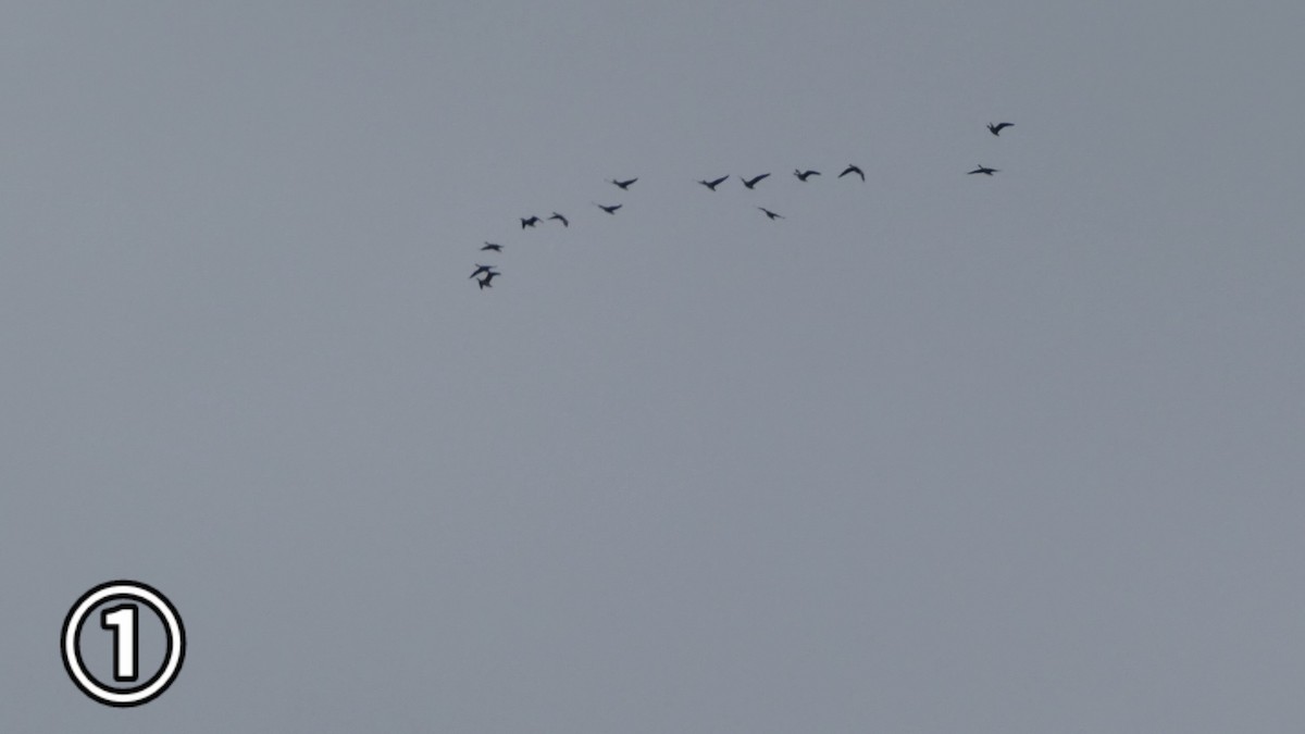 tundragås - ML647169638