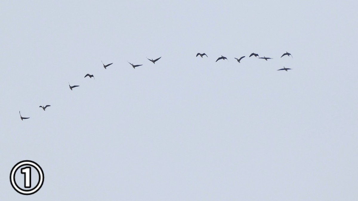 tundragås - ML647169640