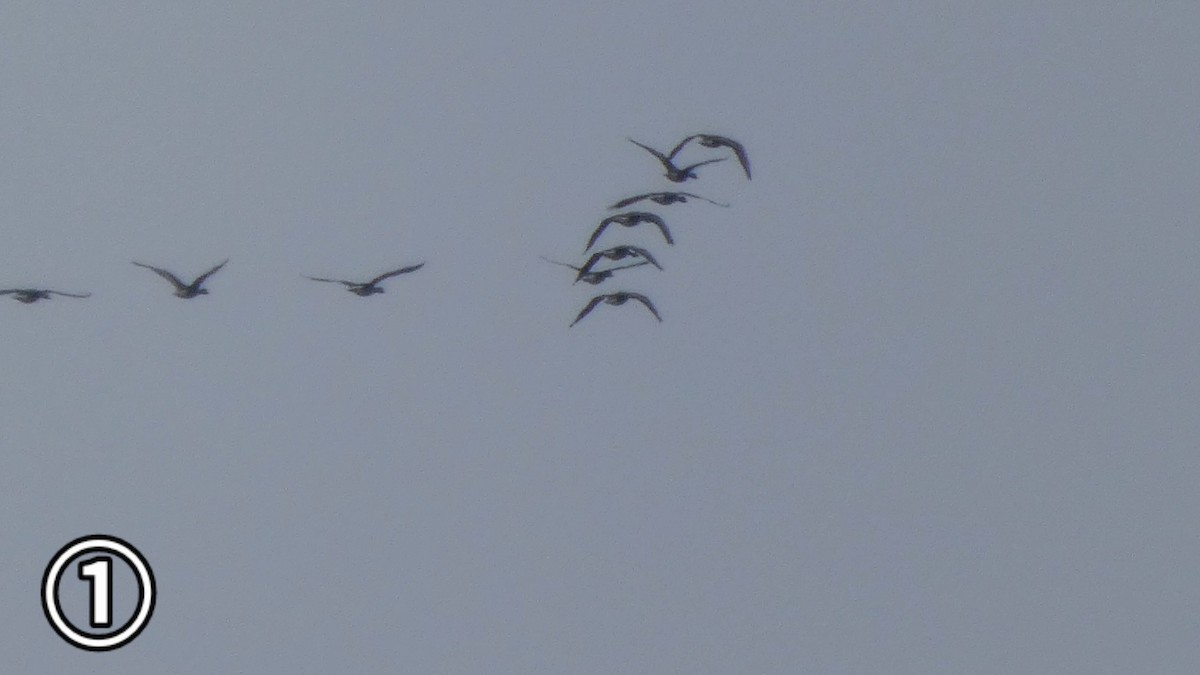 tundragås - ML647169643