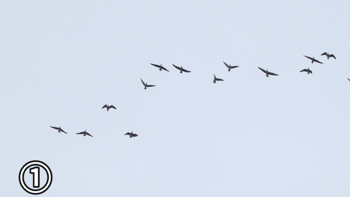 tundragås - ML647169648