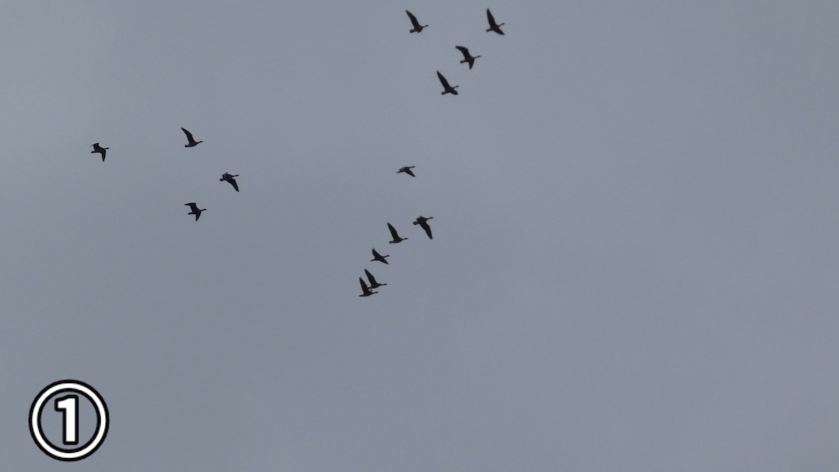 tundragås - ML647169649