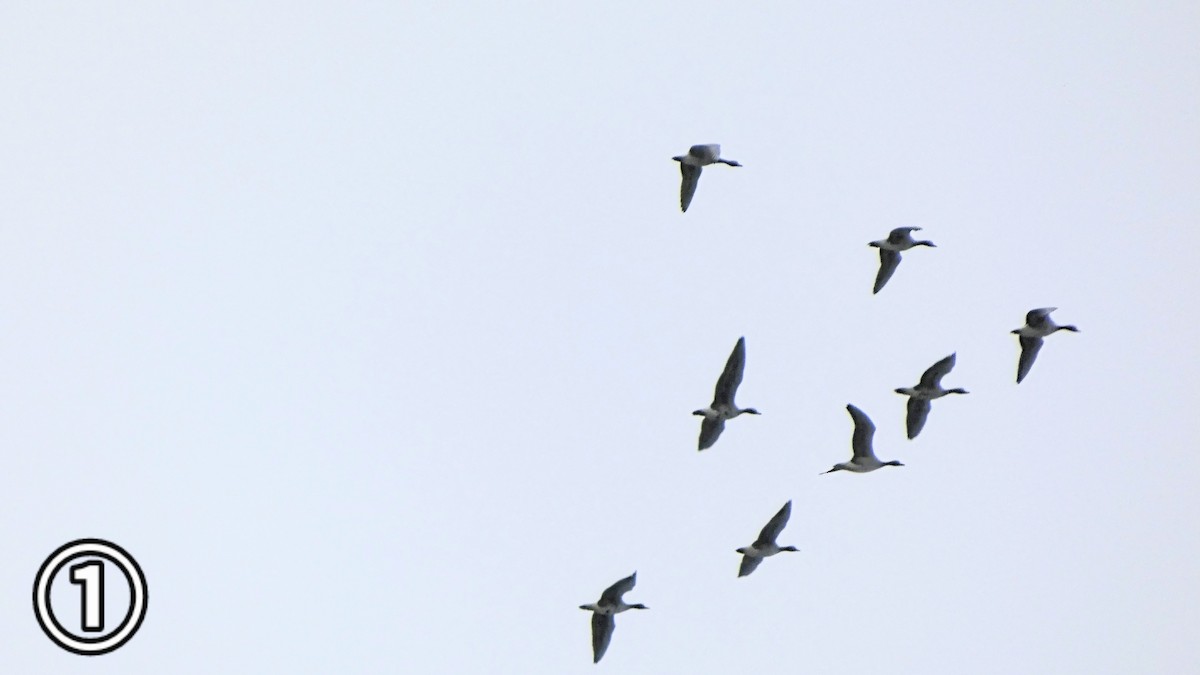 tundragås - ML647169650