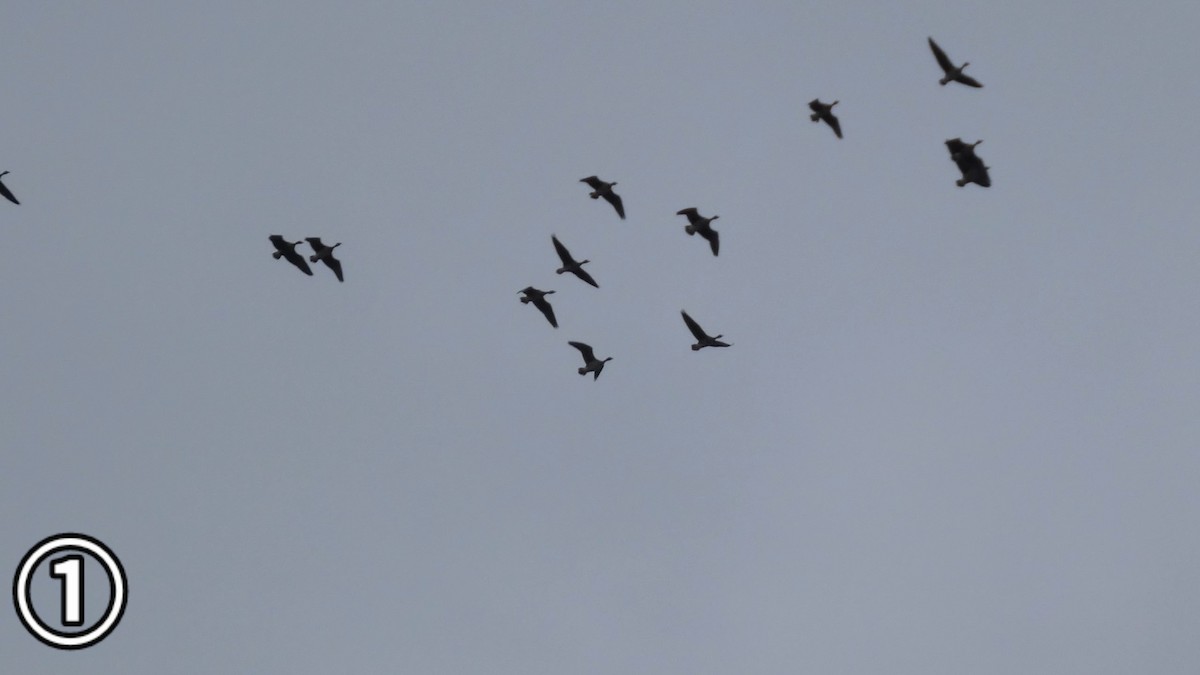 tundragås - ML647169651