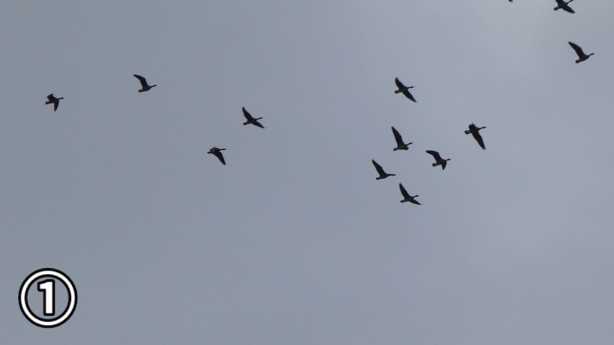 tundragås - ML647169652