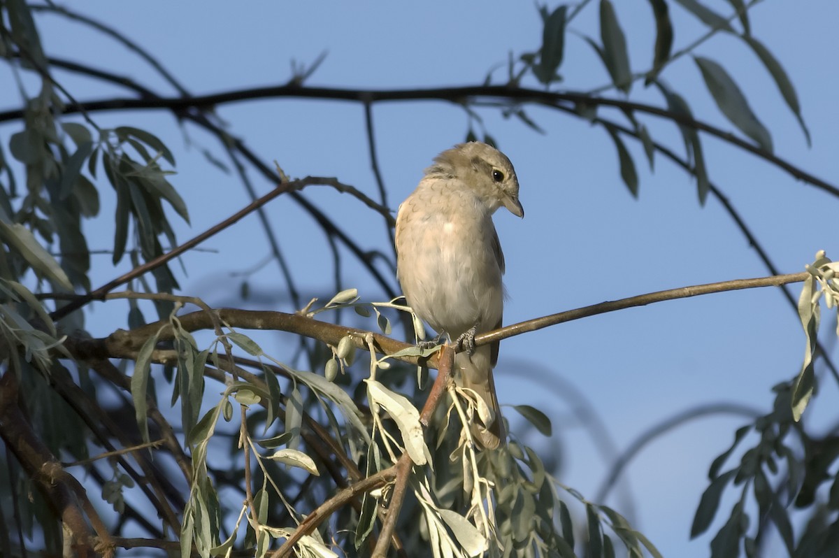 Isabellwürger - ML647169657