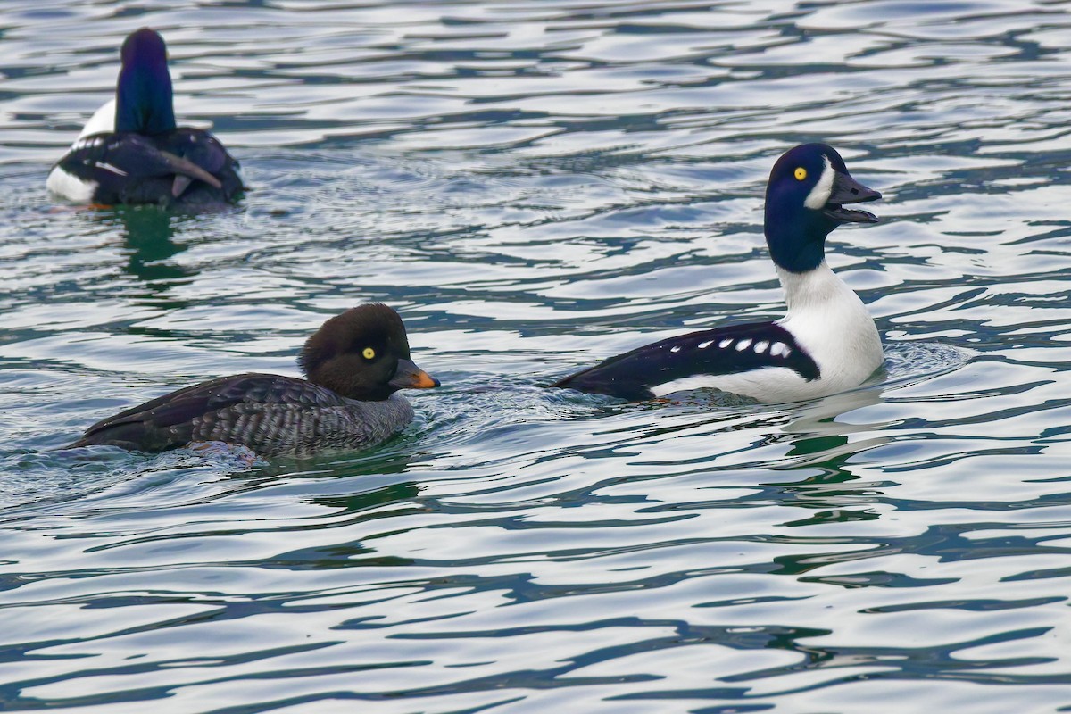 Barrow's Goldeneye - ML647169658