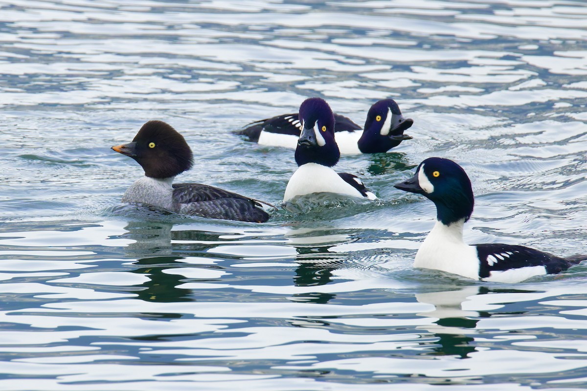 Barrow's Goldeneye - ML647169659