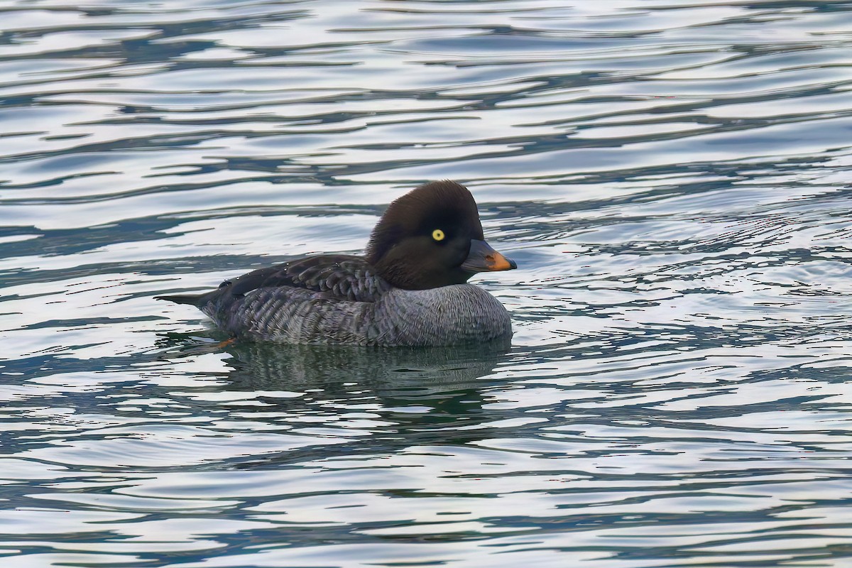 Barrow's Goldeneye - ML647169660