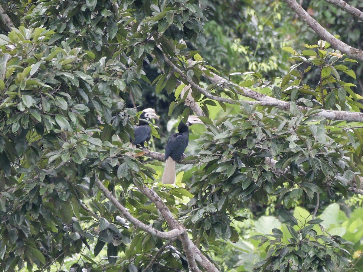 Птах-носоріг палаванський - ML647169661