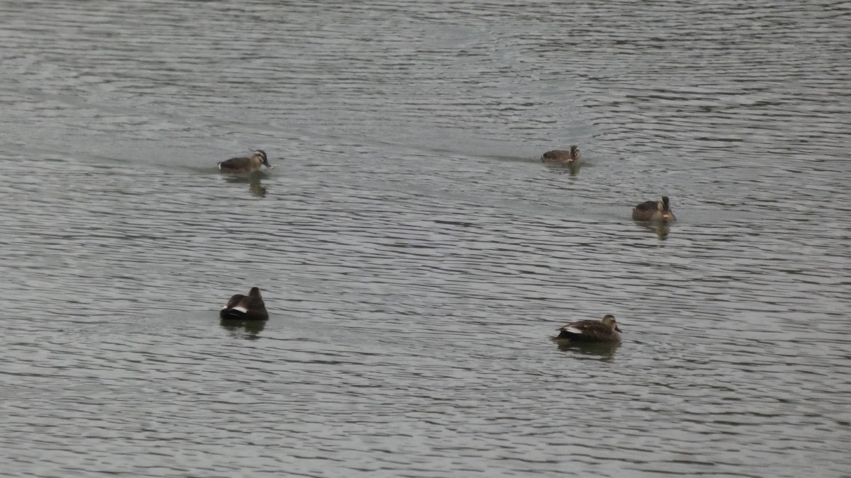 kinaand - ML647169662