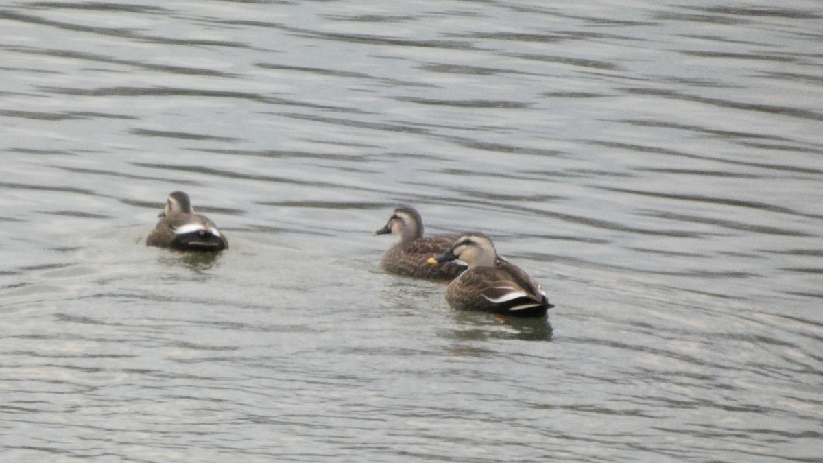 kinaand - ML647169663