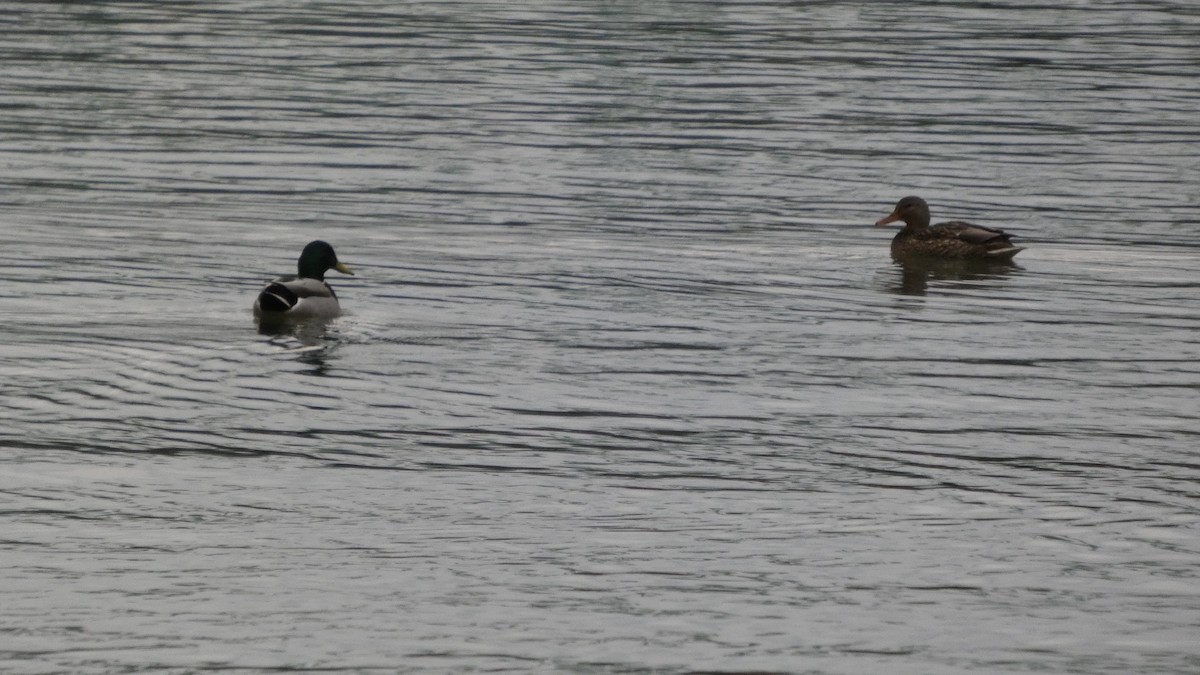 stokkand - ML647169666