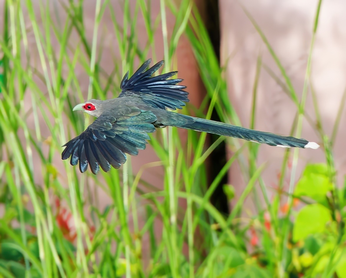 Green-billed Malkoha - ML647169667