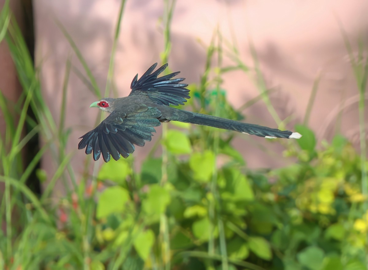 Green-billed Malkoha - ML647169668