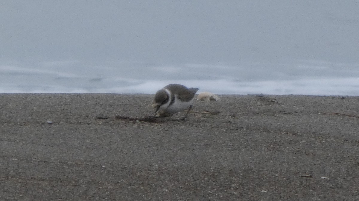 hvitbrystlo - ML647169671