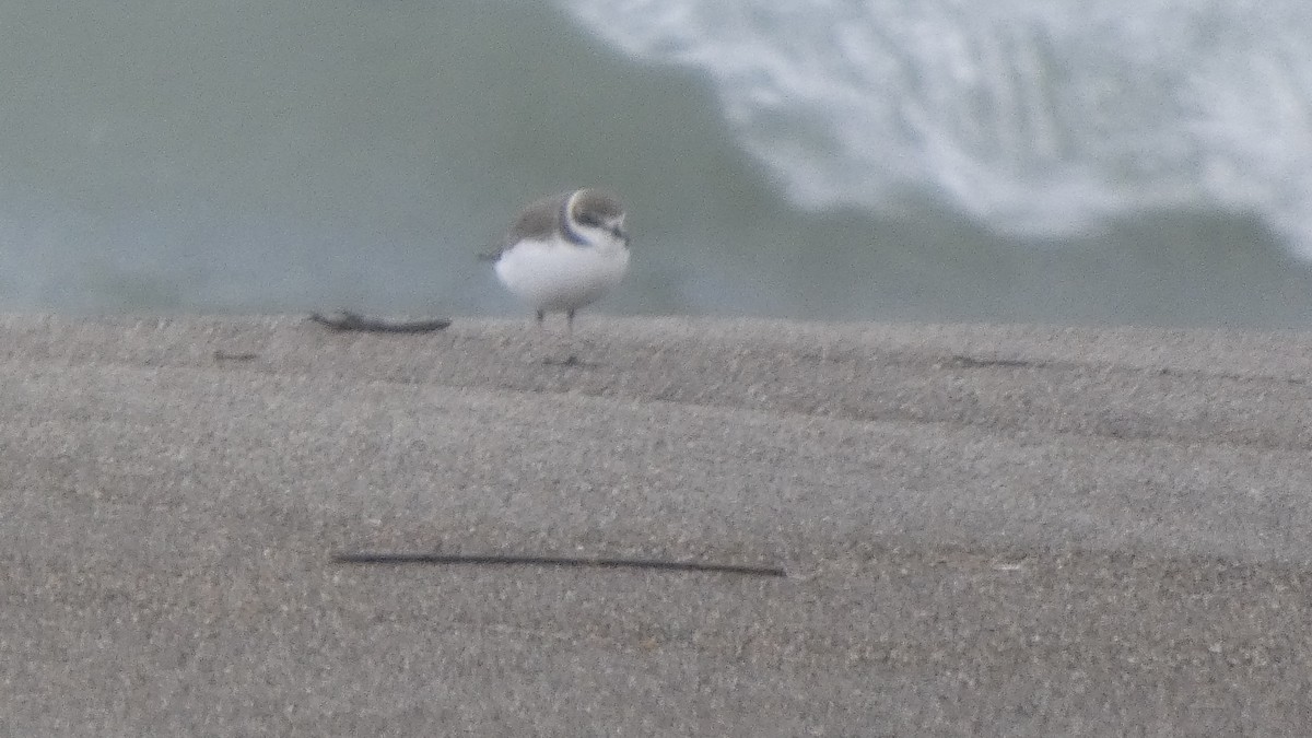 hvitbrystlo - ML647169672