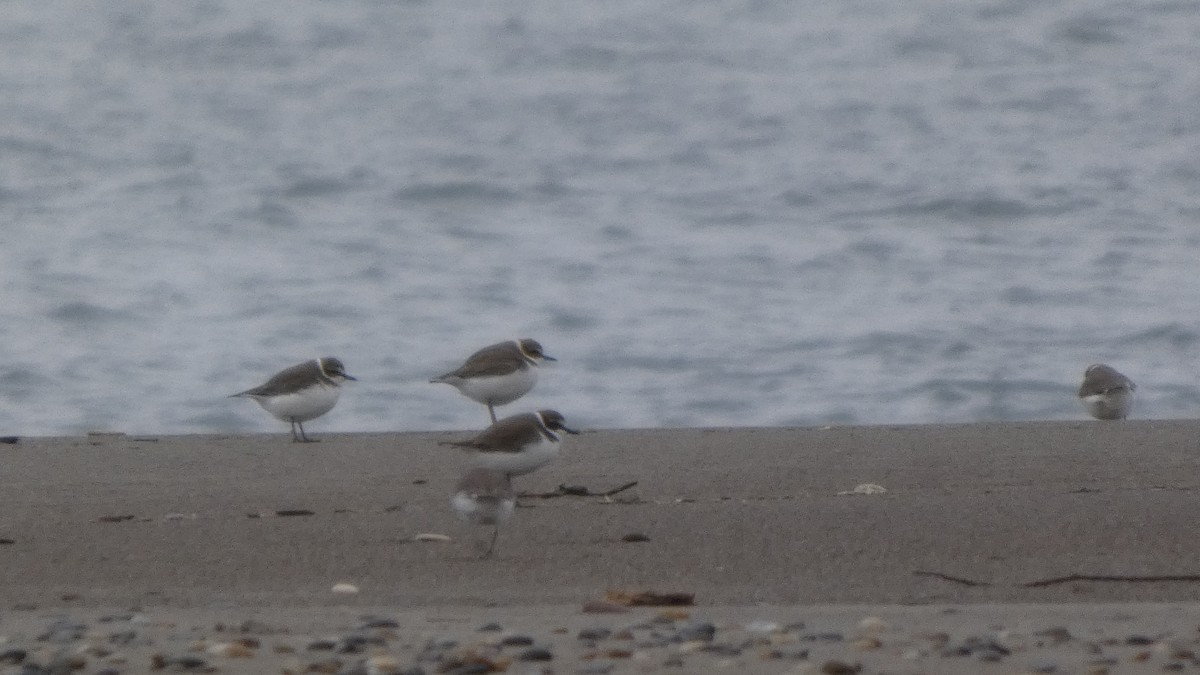 hvitbrystlo - ML647169673